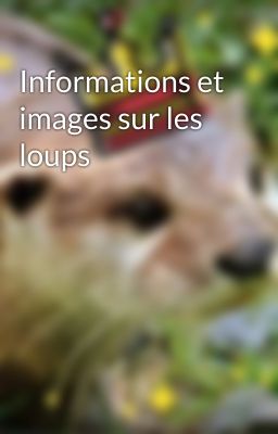 Informations et images sur les loups