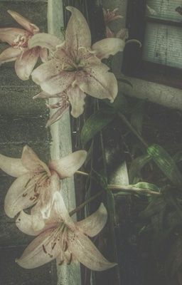 isaacnegav | we