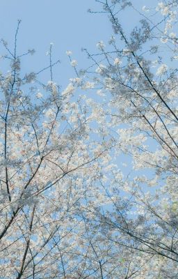 Isekai wa Smartphone to Tomo ni: Em Gái Touya