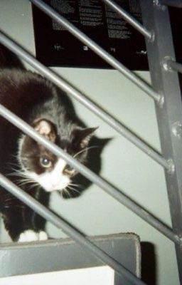 jaysonleinegav ; lil trouble