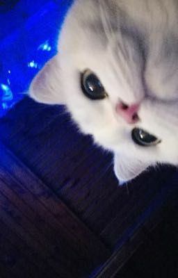 [Jeongbby - Social media] Bẫy Tình 