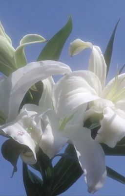 [JeongLee] Vợ cũ bị câm của tổng tài bạc tình