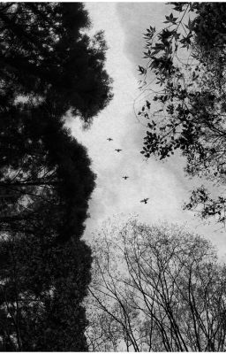 jiminjeong - dưới bóng phù hoa