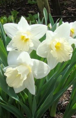 JONQUIL : ACROSTIC