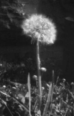 jsolnicky°dandelion