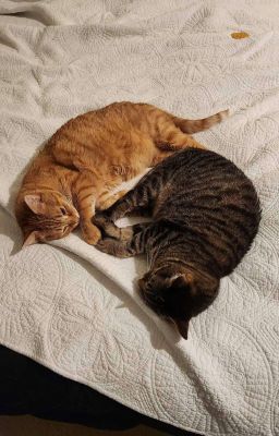 [JsolNicky] meow meow