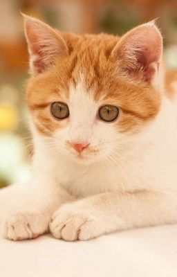 Just Another Warrior Cats Generator
