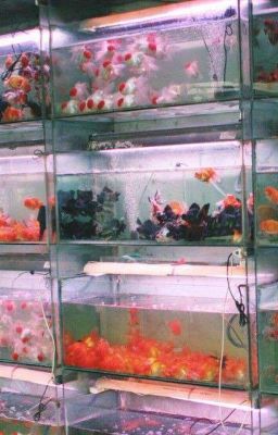 JUST LIKE HEAVEN   /  BTS. 