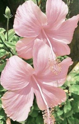 kaijun | đơn phương