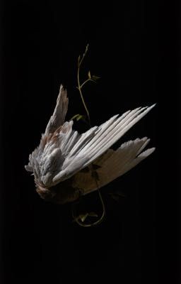 khang an;; cánh chim.