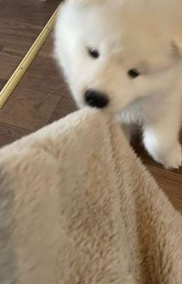 kiên bắc . vẫn yêu