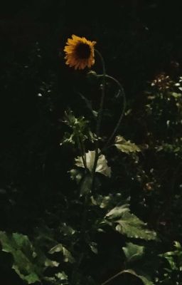 [kiincuzz] nơi hướng dương ngược nắng