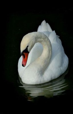 Kingdom Of The Lake. The Legend Of The Swan Princess 