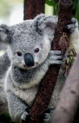 [Koala Team] Chiêu mộ thành viên