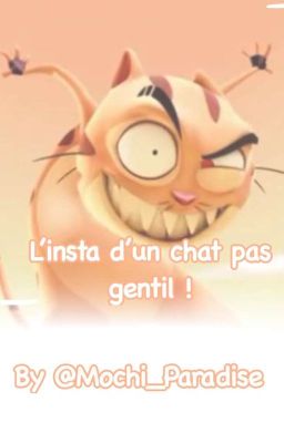 L'insta d'un chat pas gentil !