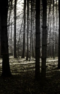 La forêt maudite de rolio