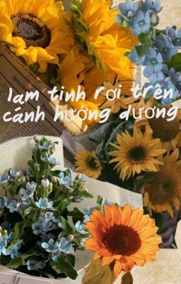 lam tinh trên cánh hướng dương