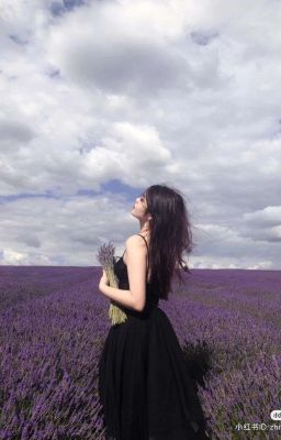 Lavender Blooms Again
