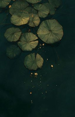 [ LavilleZata ] Cố Nhân