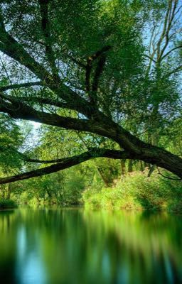 Le Fleuve et l'Arbre