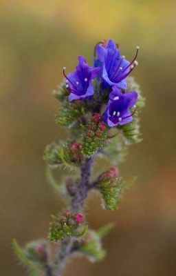 le langage des fleurs 