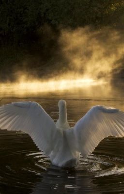 Le Prince-Cygne & la Princesse   🦢