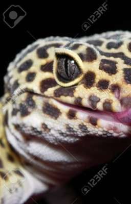  LeOpArD gEcKo ArMy