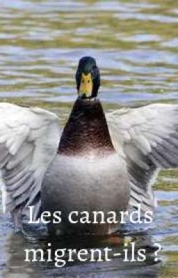 Les canards migrent-ils ?