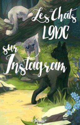 Les chats LGDC sur Instagram