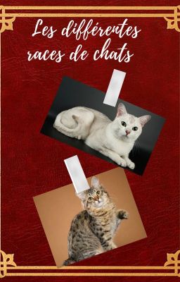 Les différentes races de chats