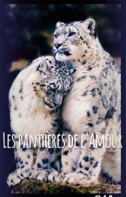 Les panthères de l'Amour