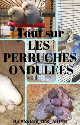 Les perruches ondulées