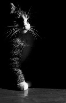 Life in shadows