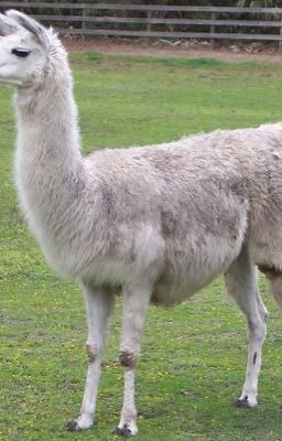 Llama RP
