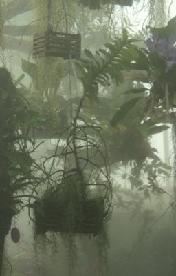 long lanh lấp lánh / chó chê mèo lắm lông. 