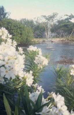 long lanh lấp lánh / hôn em.