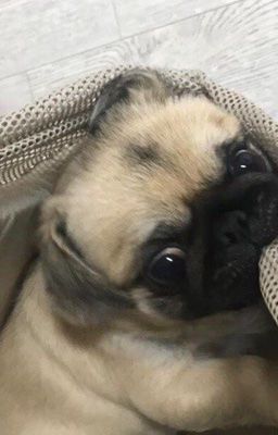 louyul; hầm máu
