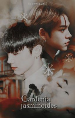 Lucas & Ten | Gardenia jasminoides ✔