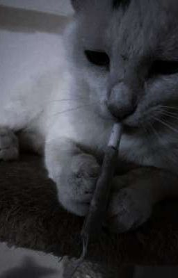 【 Lucid - PerfecT 】- Baby