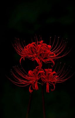 Lycoris Radiata