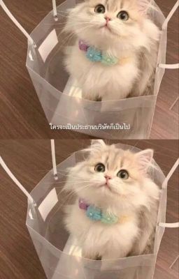 [Lyhansara] Mèo con