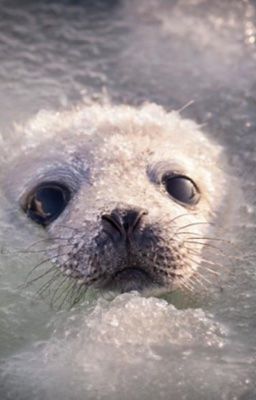 ma pháp thiếu nam đoàn