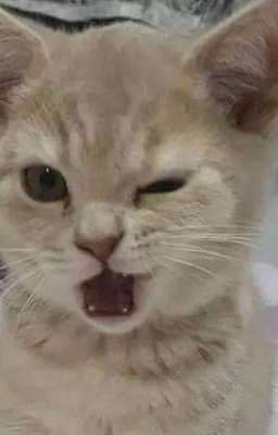 mập mờ 