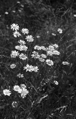 Marguerite