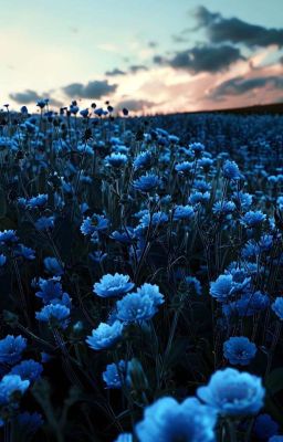 marhoon | người yêu dấu