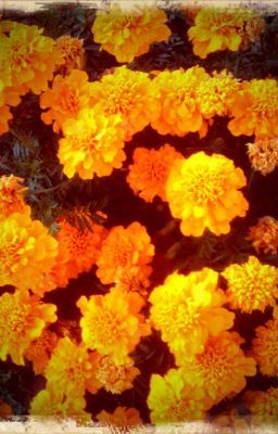 Marigolds in the Fall (Beatles Fan Fiction)