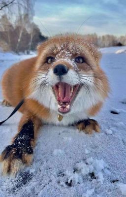 mason nguyễn × congb | mind games.