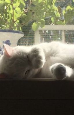 masonb ;; đà lạt