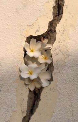 MasonB| Đến cùng mùa đông, tái sinh tại mùa xuân