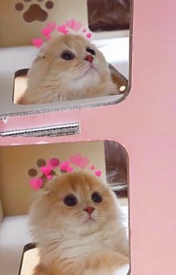 match, and kisses ‎₊˚⊹ᡣ𐭩 onran